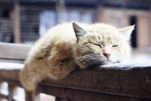 老年猫咪怎么护理 老年猫咪护理方法